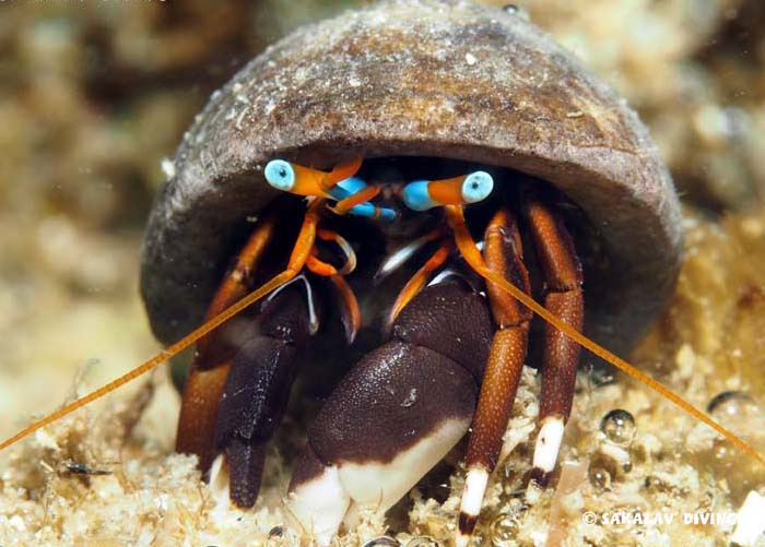 Stages plongée photo et vidéo sous marine à Nosy Be